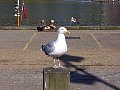 100_0117.jpg